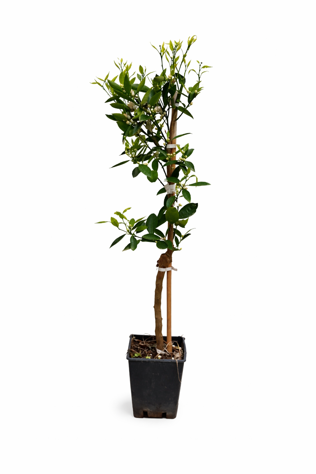 Hernandina Clementinenbaum 120-150 cm – Mediterraner Citrusbaum mit süßen Früchten