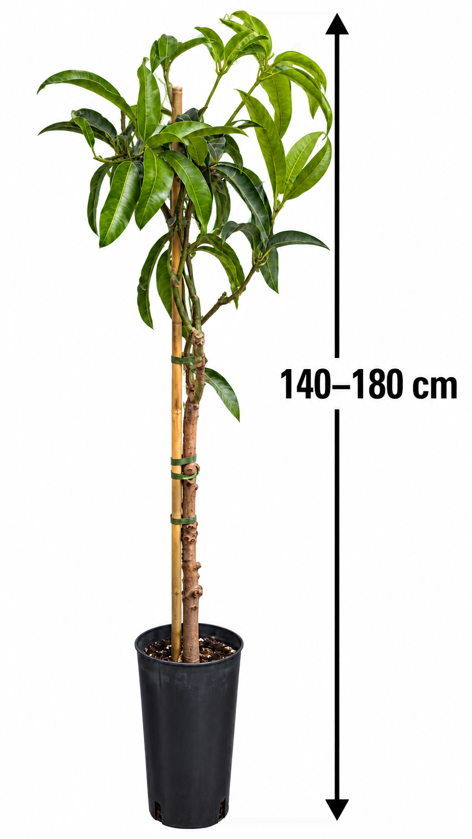 Mangobaum ‘Irwin’ – Mango-Pflanze (Mangifera indica) für Kübel, Terrasse & Wintergarten – 140–180 cm inkl. Topf