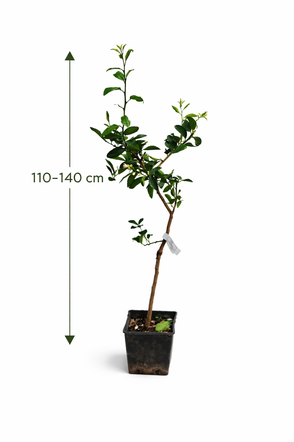 Lípa 'La Valette' 110-140 cm - Kyselá lípa do zahrady | Citrus aurantiifolia