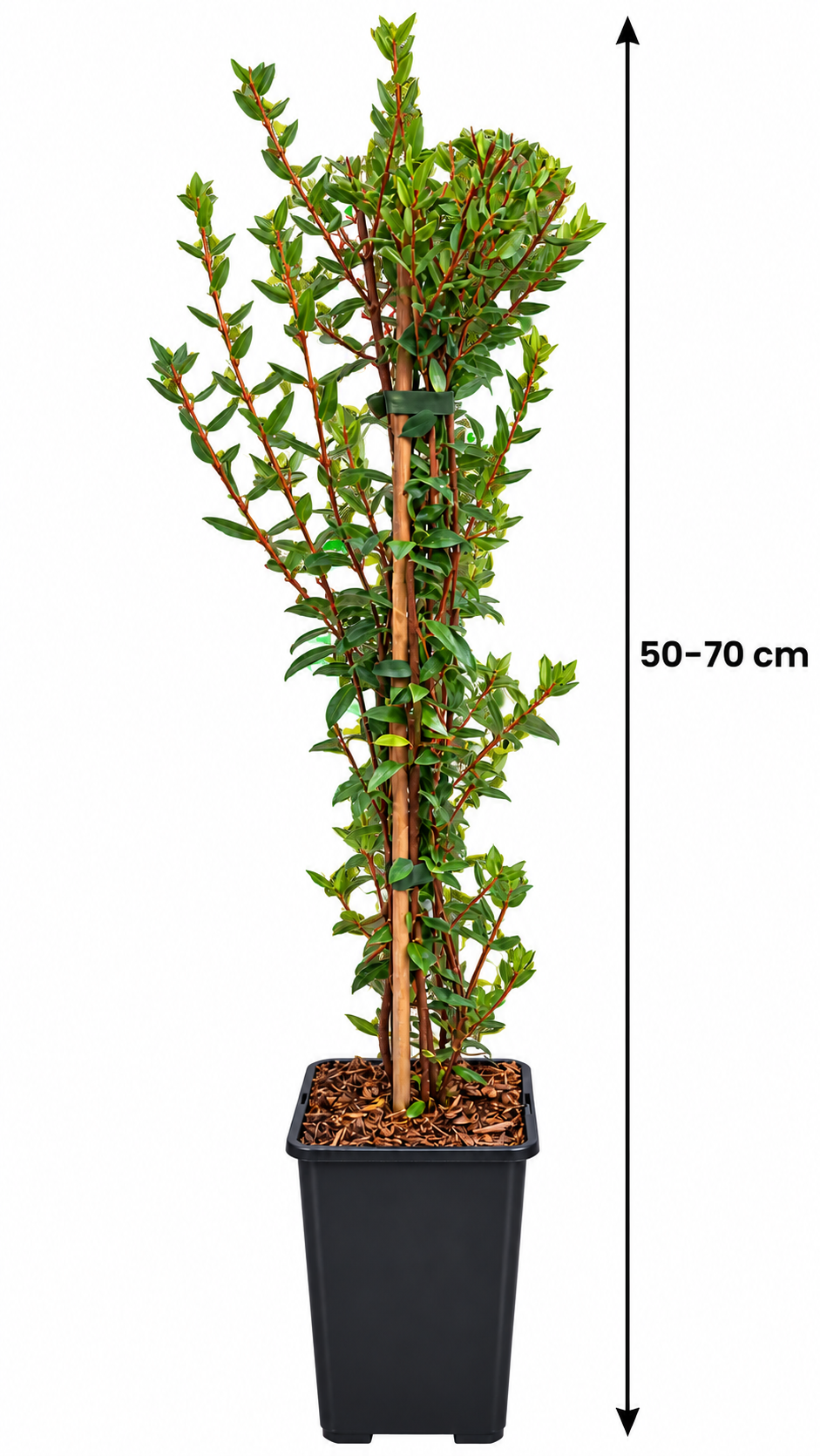 Chilenische Guave ‘Villarica Strawberry’ – Ugni molinae, Erdbeermyrte mit essbaren Früchten – 50–70 cm inkl. Topf