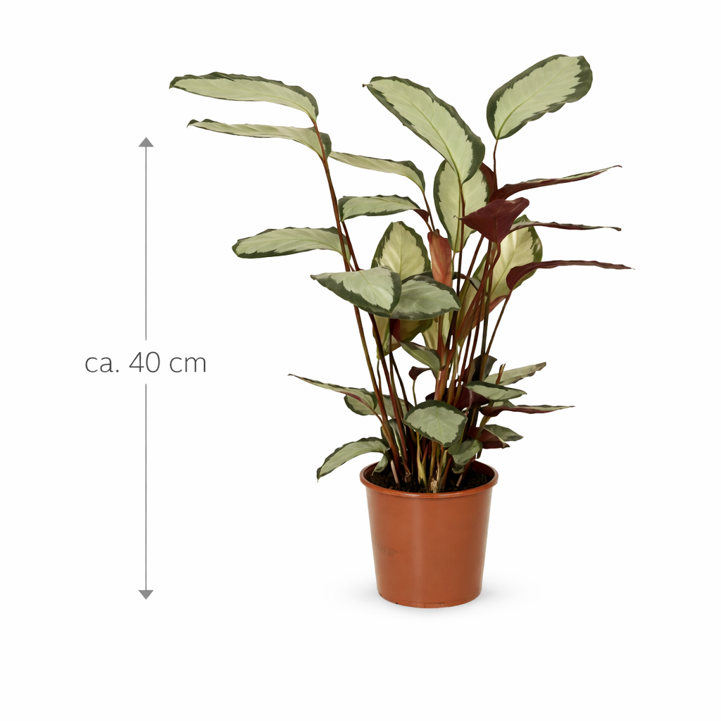 Calathea picturata 'Argentea' ca. 40 cm – Korbmarante Silberblatt – Haustierfreundliche Grünpflanze & Zimmerpflanze