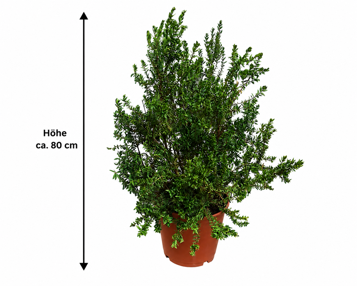 Myrtus communis Busch ca. 80 cm – Echte Brautmyrte – Duftmyrte – Mediterrane Myrte – immergrüne Kübelpflanze für Garten, Balkon & Terrasse