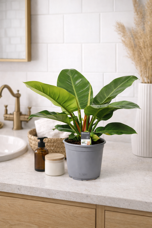 Philodendron Imperial Green – Immergrüne Zimmerpflanze ca. 40 cm | Baumfreund Philodendron | Pflegeleicht & Luftreinigend