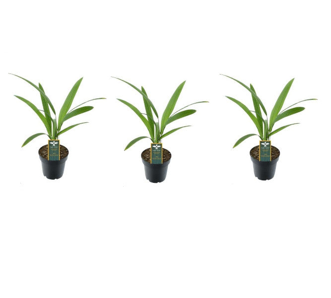 Sada 3 palem Trachycarpus Fortunei - cca. 25 cm vysoké - Odolné konopné palmy pro vaši zahradu