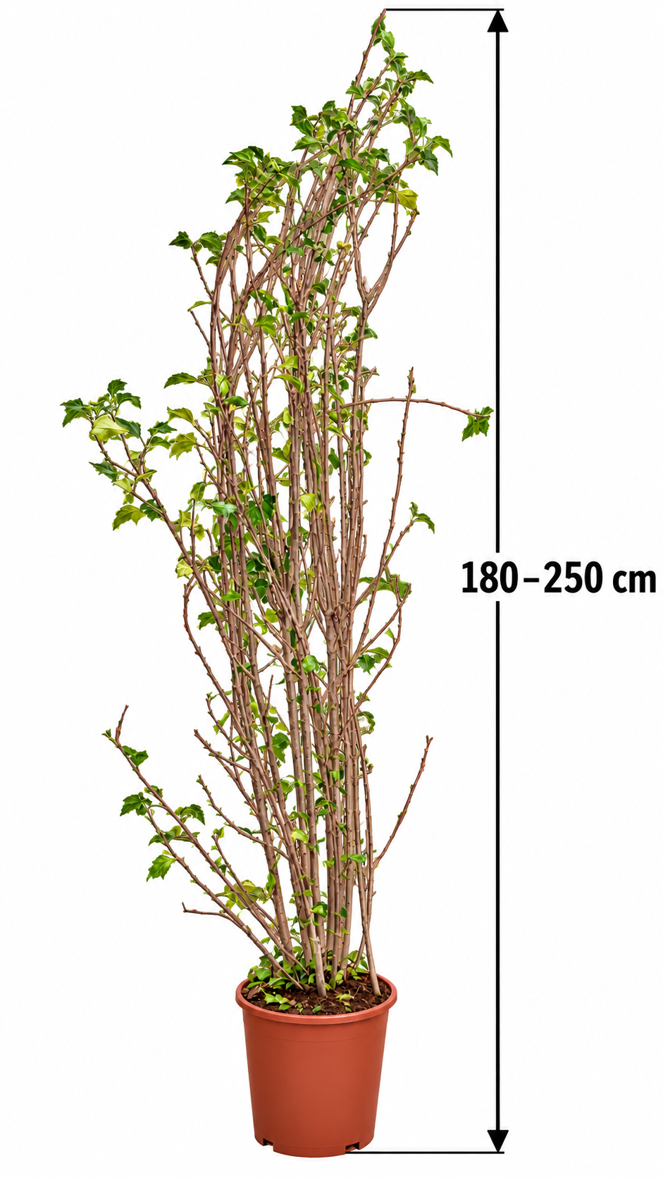 Gartenhibiskus ‘Marina’ – Hibiscus syriacus – winterharter Garteneibisch mit blauen Blüten – 180–250 cm inkl. Topf