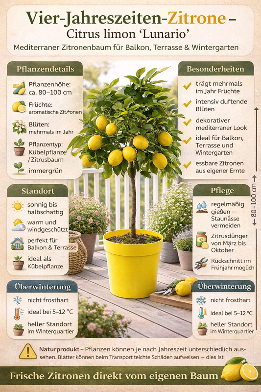 Čtyřsezónní citron 80-100 cm Citrus limon 'Lunario' Citron Citron Citroník