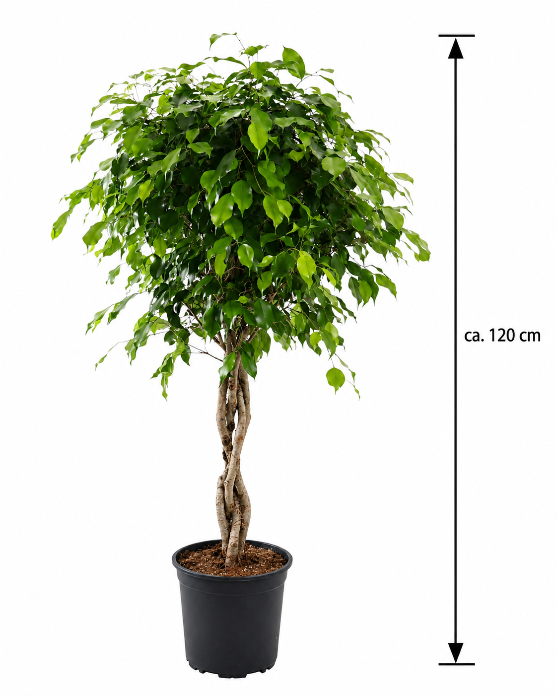 Plačící fíkus Benjamina Exotica kmen 130-150 cm - pokojová rostlina - listnatá rostlina - nenáročná na péči