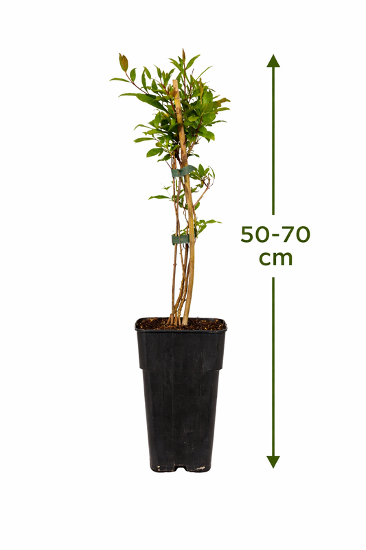 Punica granatum 60 - 70 cm Granatapfel