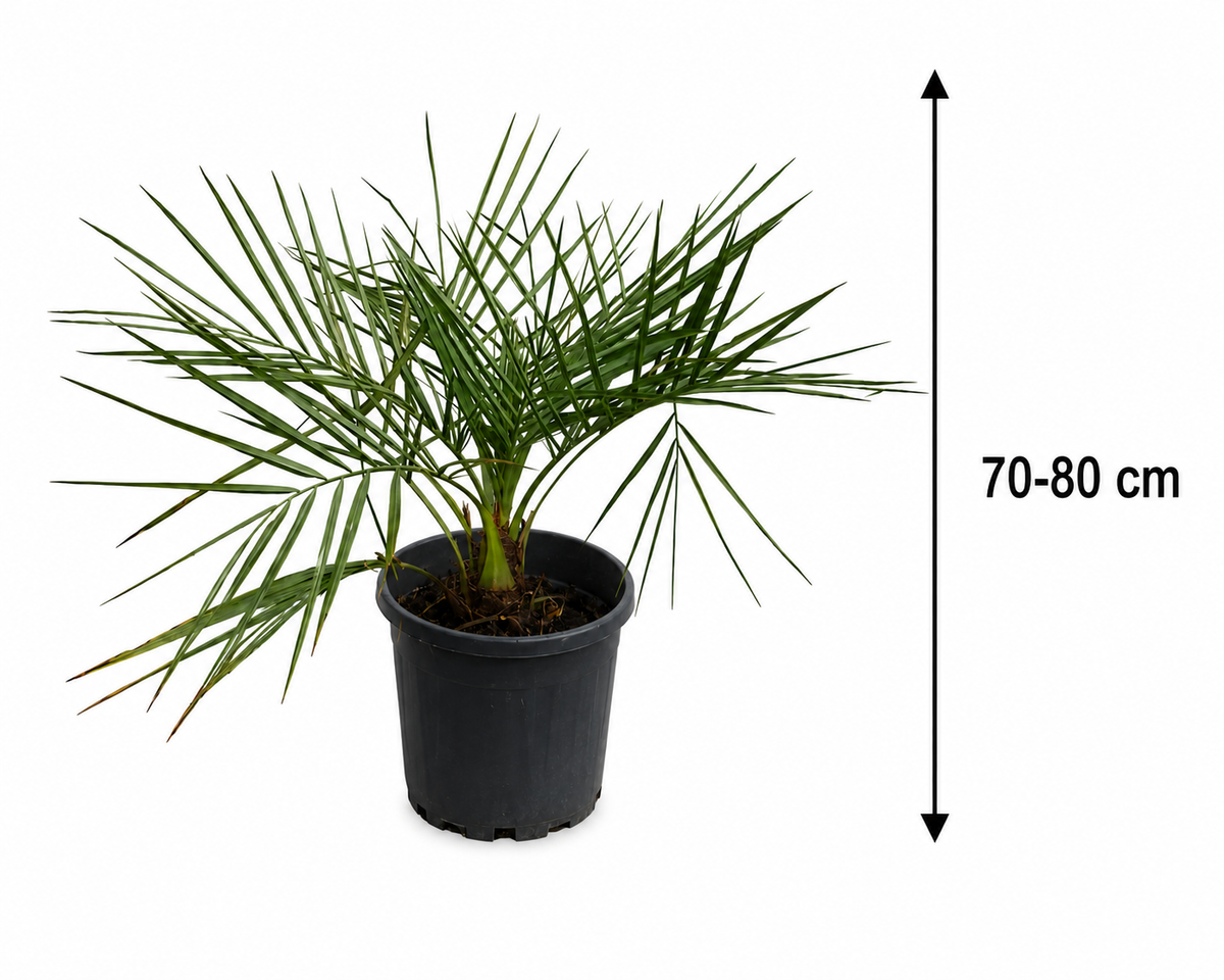 Jubaea chilensis Honigpalme 70-80 cm – Chilenische Honigpalme, Exotische Palme für Garten, Terrasse & Kübel