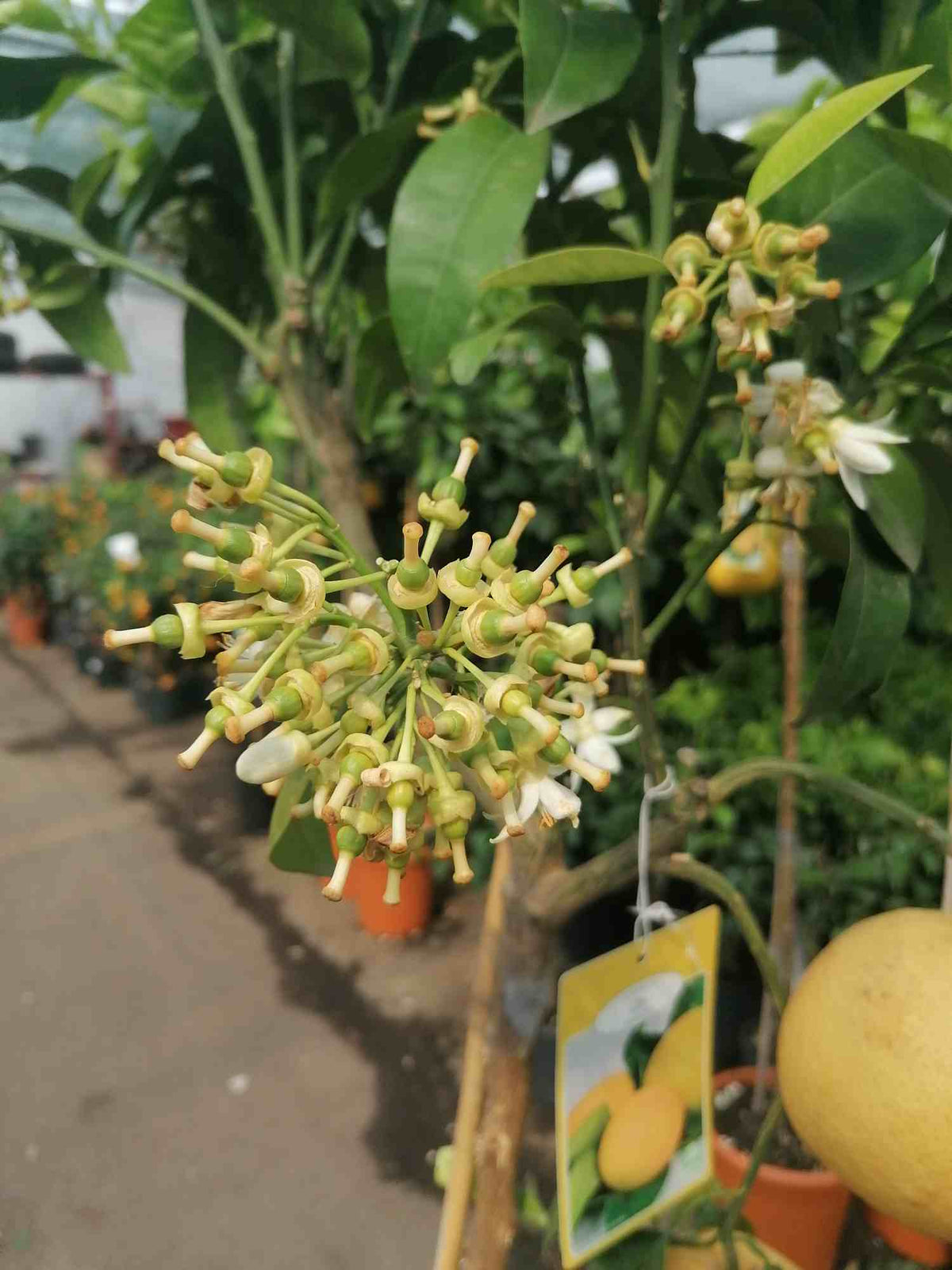 Grapefruit 160-180 cm plody+květy Citrus paradisi Pompelmo