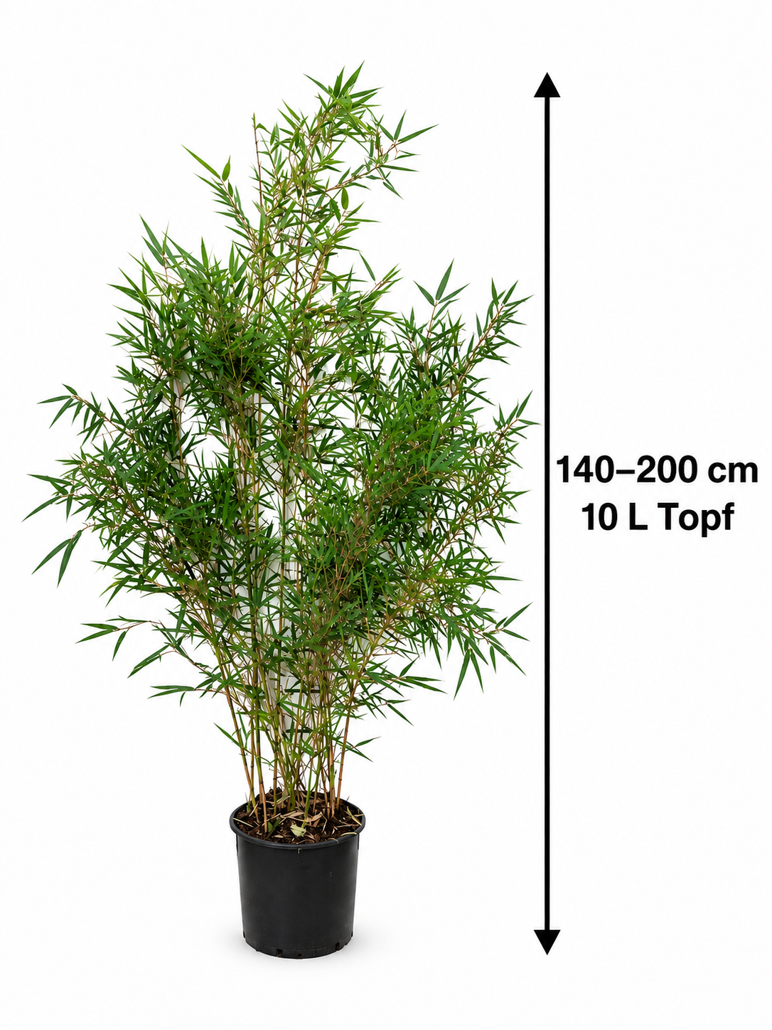 Fargesia robusta ‘Campbell’ 140–200 cm – Winterharter Heckenbambus im 10-Liter-Topf, horstbildender Zebra-Bambus