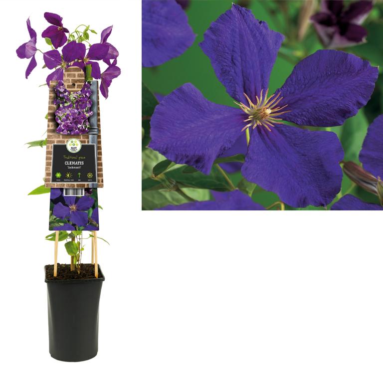 Clematis ‘Jackmanii’ 30–50 cm – Großblumige Waldrebe | Kletterpflanze winterhart violett