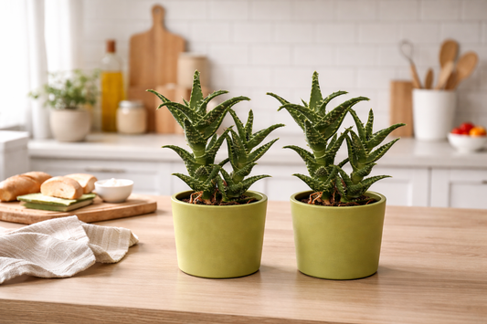 2er Set Aloe squarrosa 20 cm im Keramikübertopf Zebra Aloe Zimmerpflanze