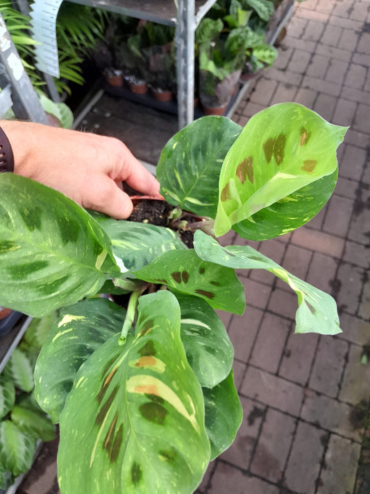 Maranta Leuconeura 'variegata ' ca. 30 cm Pfeilwurz - Zimmerpflanze - Grünpflanze