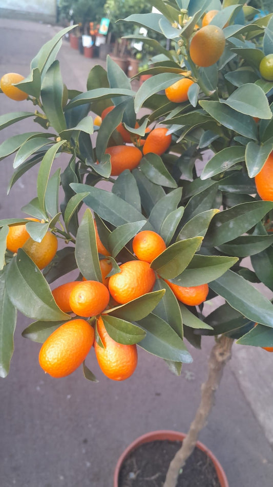Kumquat Citrus Fortunella – Oválný kumquat (Fortunella margarita) 90-110 cm – Exotická citrusová rostlina do zahrady a na terasu