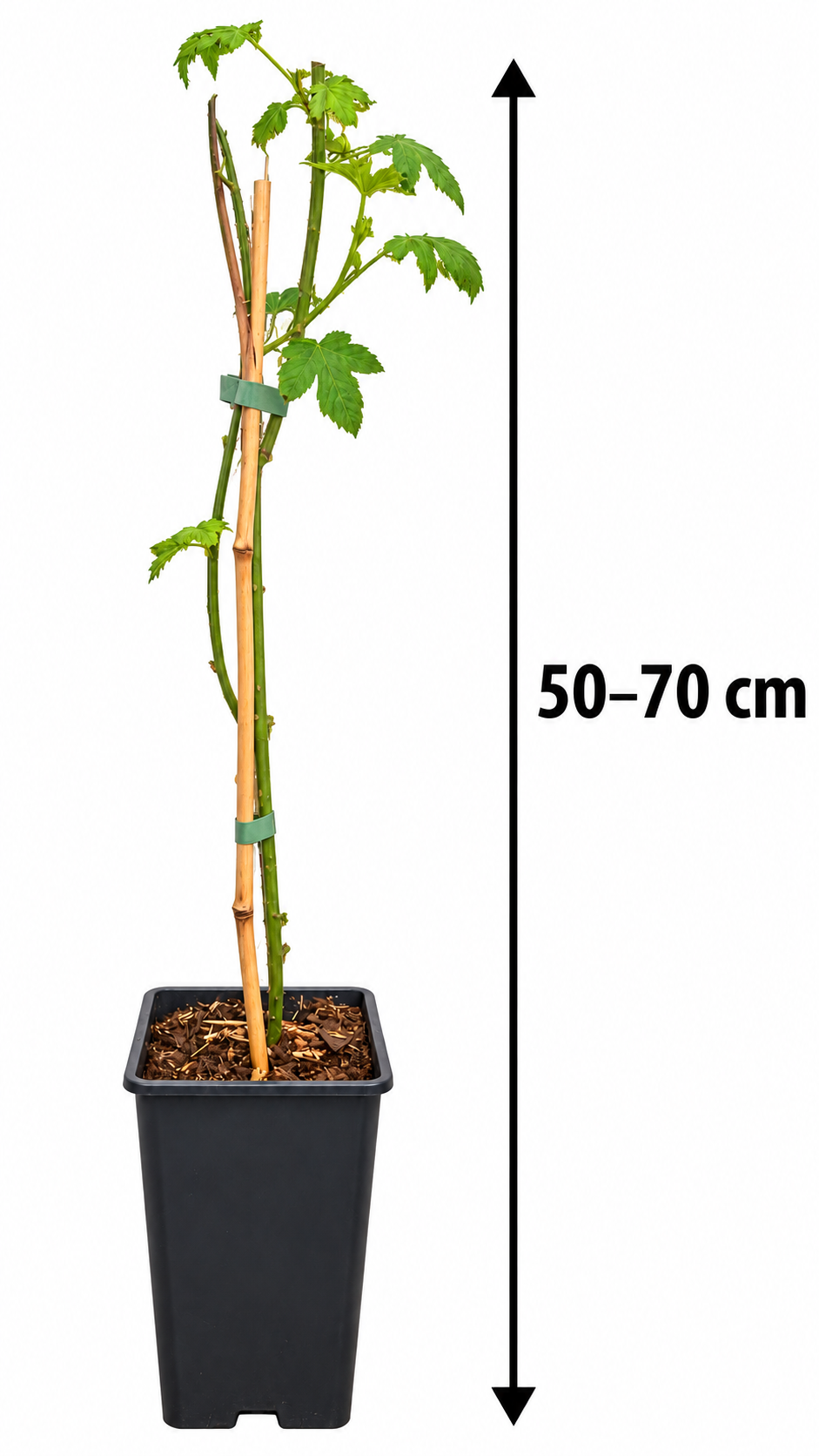 Zuckerblatt-Brombeere Sugarleaf® ‘Innocent’ – winterharte Süßblatt-Pflanze für Garten & Kübel – 50–70 cm inkl. Topf