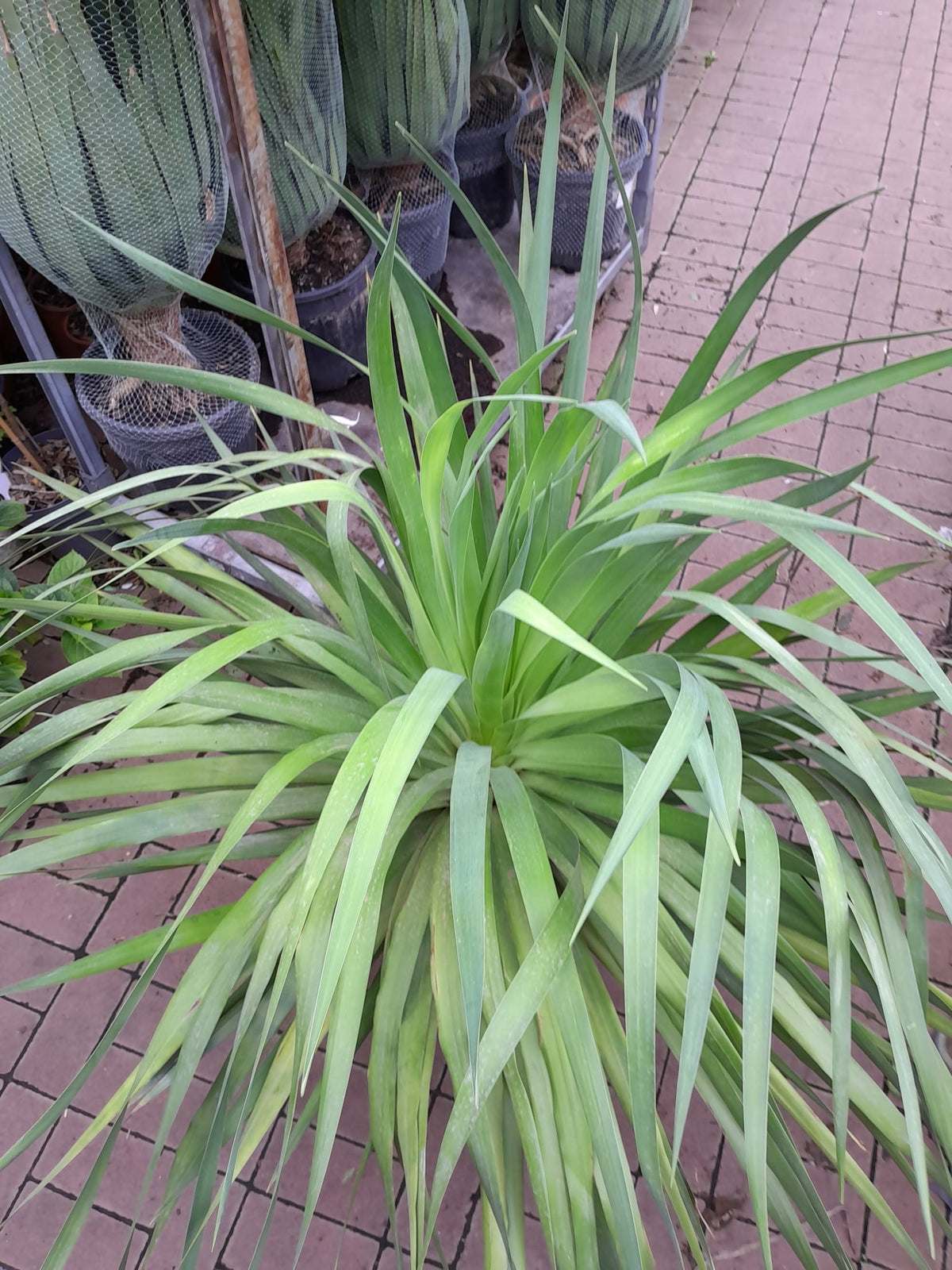 XXL Dračí strom Kanárských ostrovů (Dracaena Draco) 100-120 cm – Exotická pokojová rostlina | Krvavý strom | Dračí strom pro domácnost i kancelář