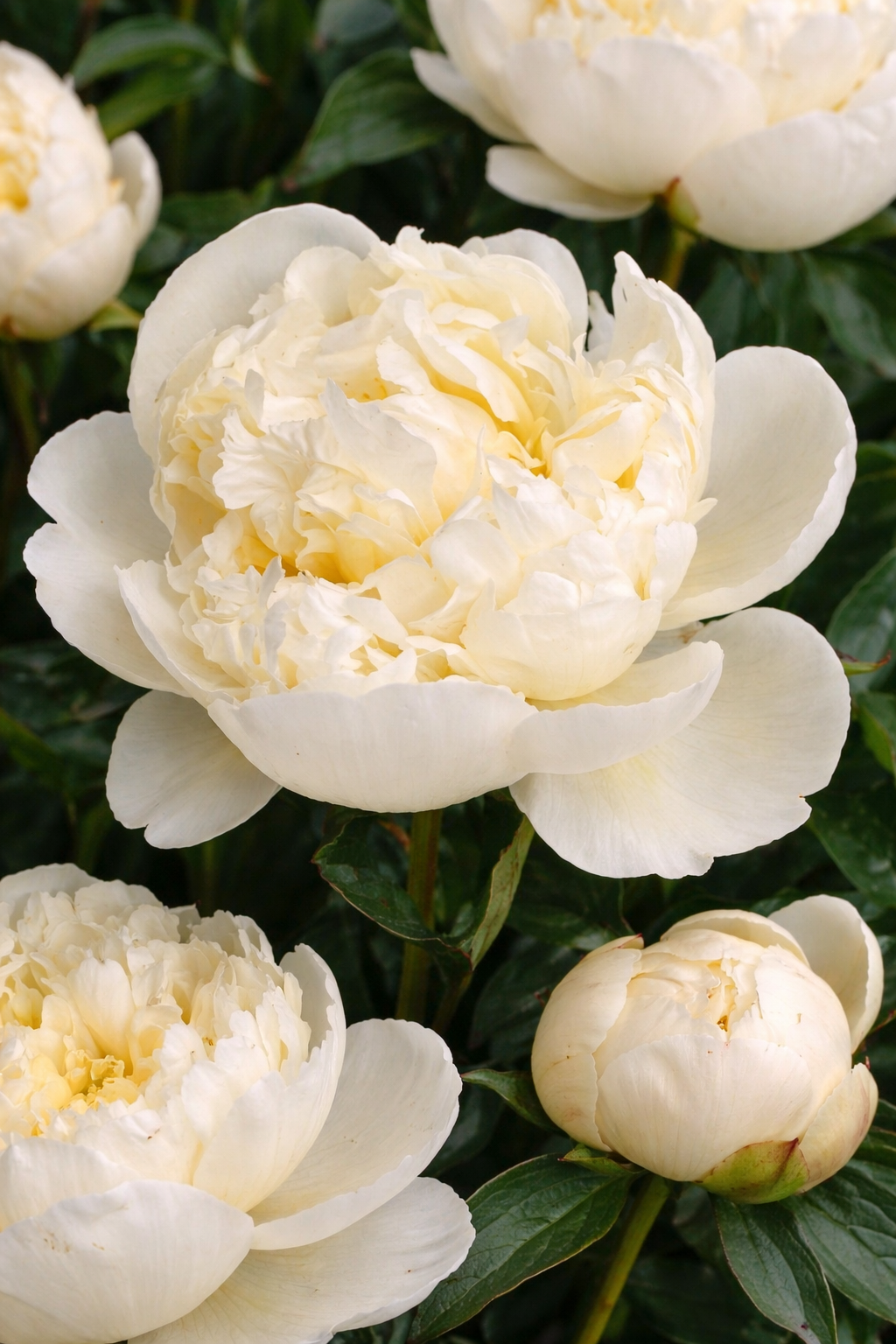Paeonia lactiflora Shirley Temple – Duftende Edelpfingstrose mit cremeweißen Blüten | Gartenpfingstrose winterhart