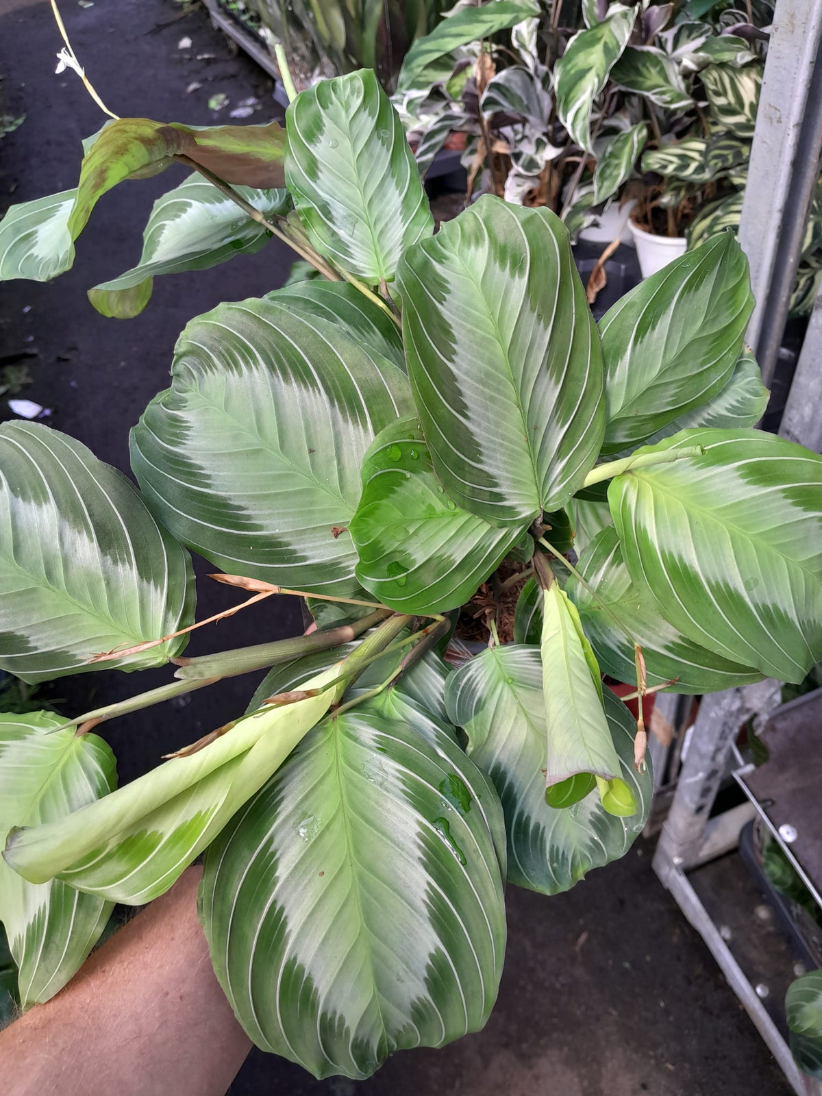 Maranta Leuconeura 'Silver Band' ca. 30 cm Pfeilwurz - Zimmerpflanze - Grünpflanze