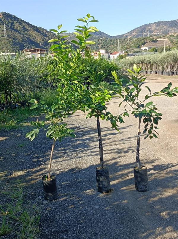 Strom žlutého grapefruitu (Citrus paradisi) – 140-180 cm C17| Citronová svěžest pro zahradu a terasu