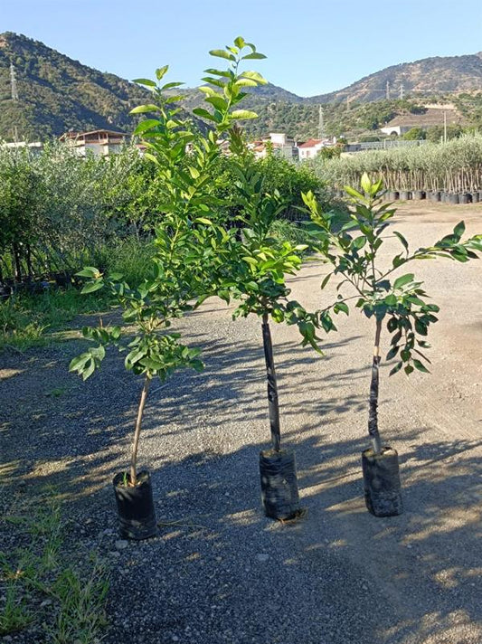 Buddhův citron (Citrus medica) – Exotická citrusová rostlina, 140-180 cm C17 Voňavá vzácnost pro vaši zahradu