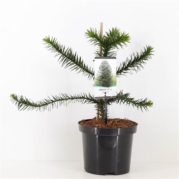Chilenische Schmucktanne 50-60 cm – Araucaria araucana – Andentanne Affenbaum winterhart