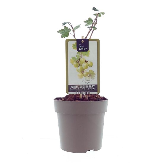 Stachelbeere ‘Tatjana’ (Ribes uva-crispa ‘Tatjana’) – robuste, ertragreiche Beerenpflanze 40–60 cm – gelbgrüne, aromatische Früchte für Garten & Naschhecke