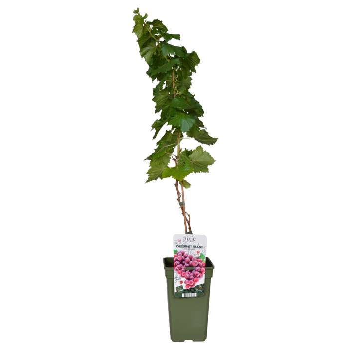 Vitis Pixie ‚Cabernet Franc‘ – Mini Weinrebe, Zwergweinrebe 50–70 cm, robuste Topfpflanze für Garten & Balkon