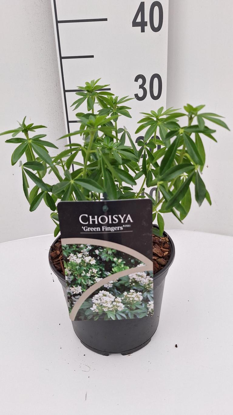 Pomerančový květ 'Greenfingers' – stálezelený vonný keř Choisya ternata, 30–50 cm