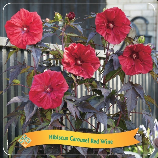 XXL Riesenhibiskus 'Carousel Red Wine' – Hibiscus moscheutos Staudenhibiskus, Winterharte Prachtblüte in Rot