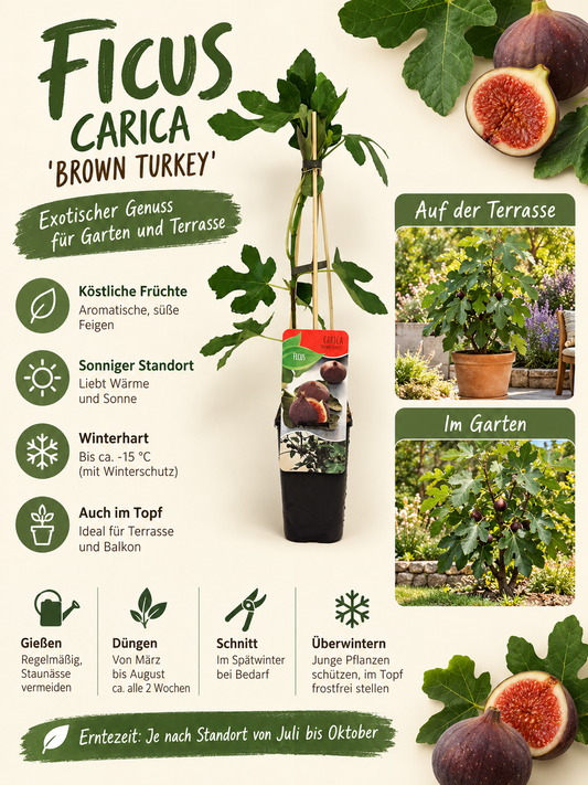 Feigenbaum ‘Brown Turkey’ ca. 30 cm – Ficus carica, echte Feige für Garten, Terrasse & Balkon