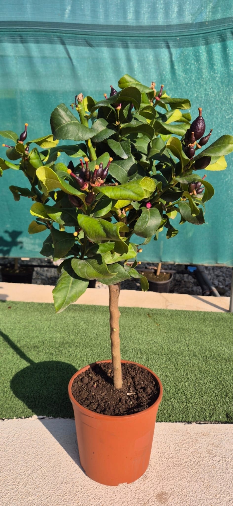 Zitronenbaum Stämmchen 50–60 cm – Citrus Limon im Topf, mediterrane Kübelpflanze für Balkon & Terrasse