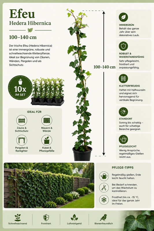 10x Efeu Hedera Hibernica 100-140 cm – Immergrüne Kletterpflanzen für 3 m Sichtschutzhecke | Irischer Efeu | Winterhart | Schnellwachsend | Heckenpflanzen Blickdicht