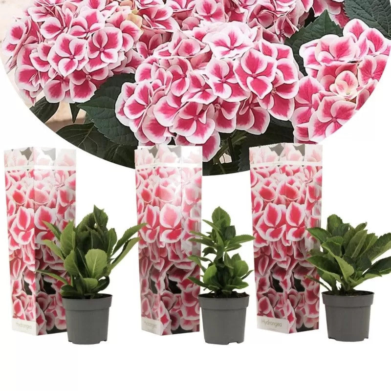 3 Pflanzen im Set Hortensie Bicolor Camilla – Bauernhortensie mit zweifarbigen Blüten, winterharte Hydrangea im Topf, 20–30 cm