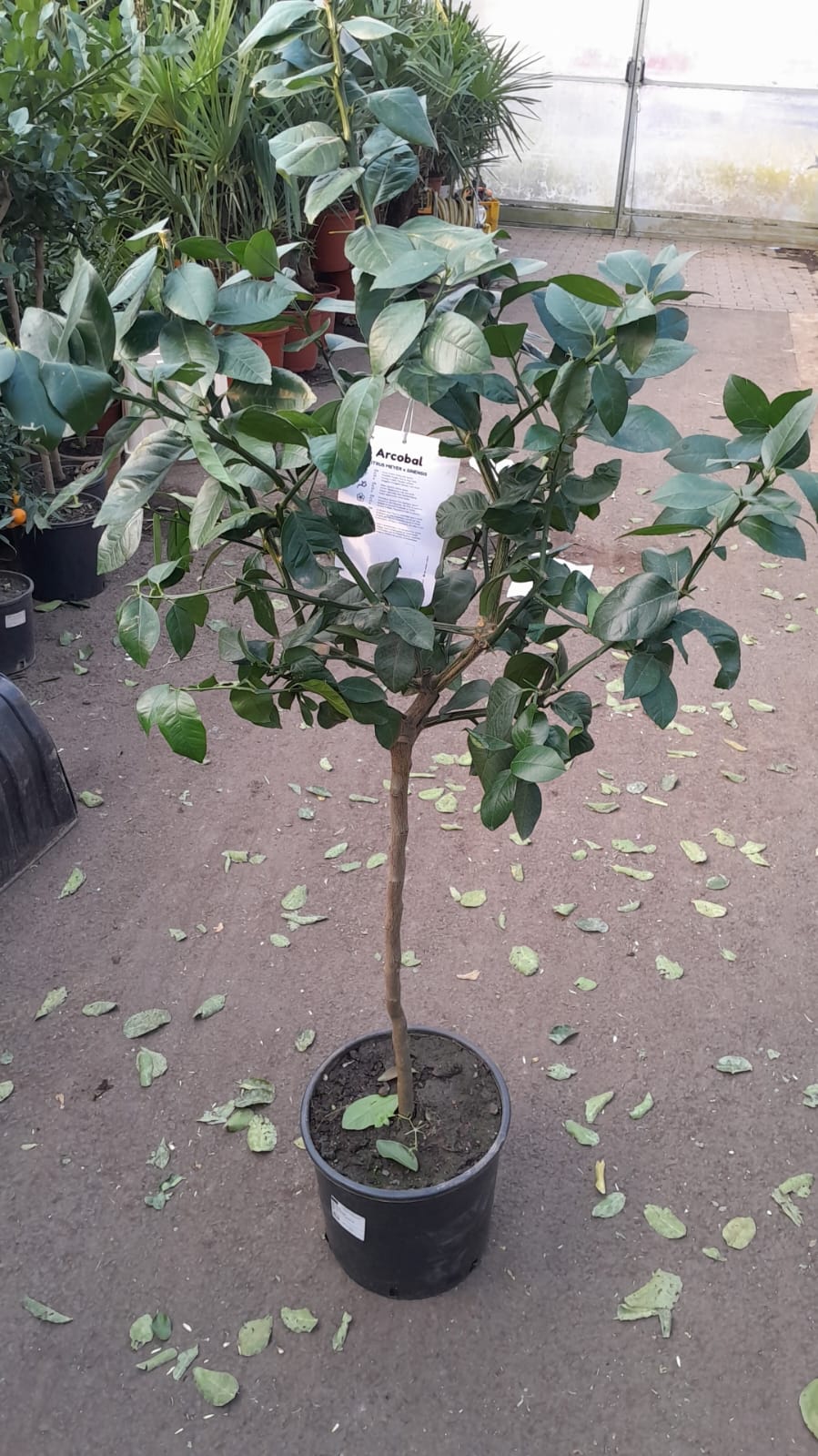 Pomerančovník Arcobal 130-170 cm "Duhový pomeranč" – Citrus sinensis 'Arcobal' 130-170 cm: Exotický citrusový strom do zahrady a na balkon