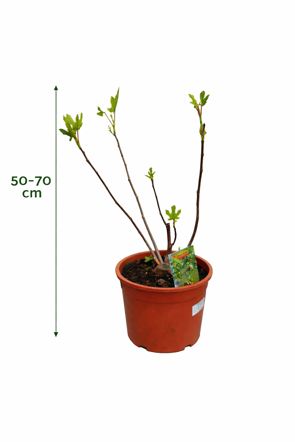 Ficus carica Bornholms diamantový keř 40-60 cm - Fíkovník - Mrazuvzdorná - Zahradní rostlina