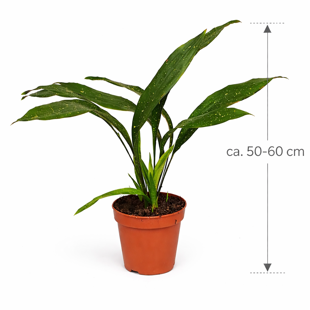 Aspidistra elatior Milky Way 50-60 cm – Schusterpalme mit Sternsprenkeln | Robuste Zimmerpflanze für Schatten & Büro
