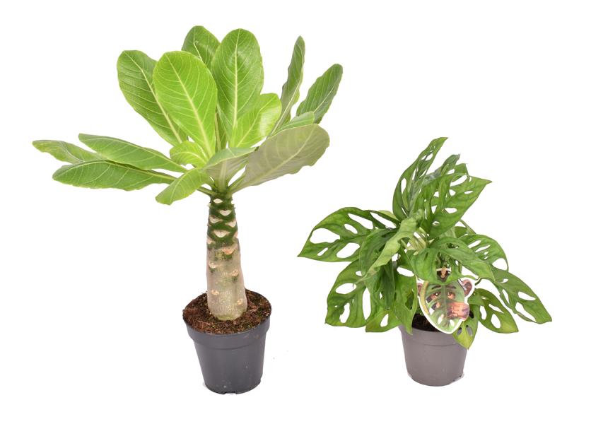Brighamia insignis (havajská palma) a Monstera Monkey Leaf Set – Unikátní pokojové rostliny pro váš domov včetně návodu na péči