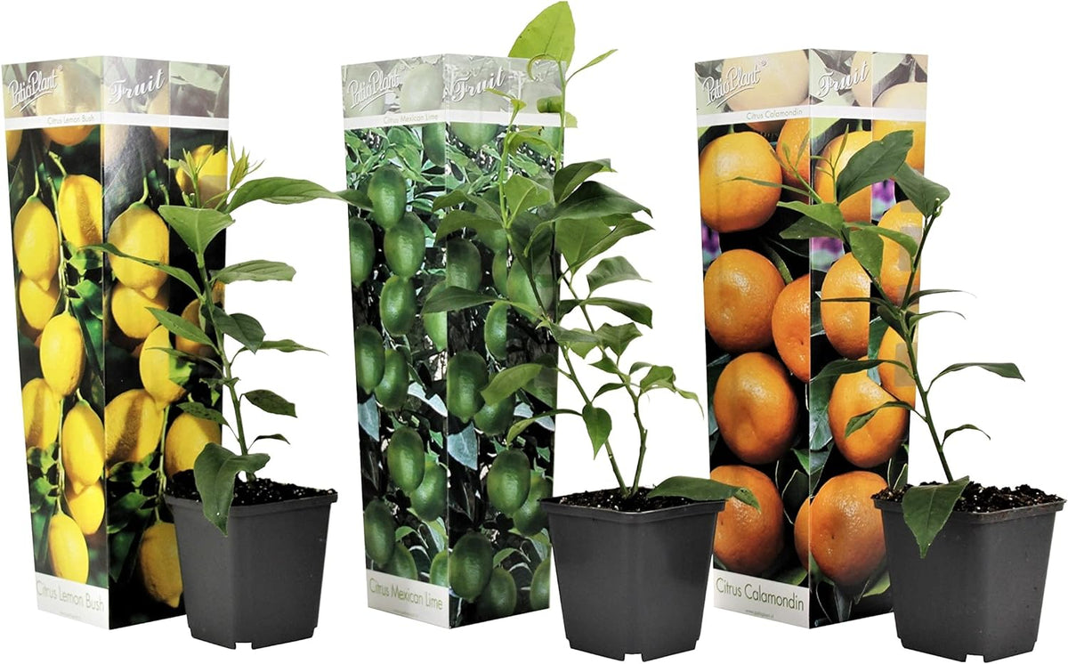 Směs citrusových rostlin - Sada 3 ks - Citroník, Pomerančovník, Lípa - Květináč 9 cm - Výška 25-40 cm