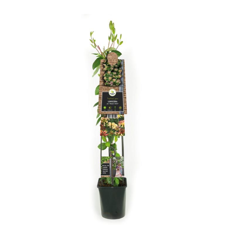 Echtes Geißblatt „Jelängerjelieber“ – Lonicera periclymenum ‘Belgica Select’ | Duftende Kletterpflanze 30–50 cm | Winterhart & Bienenfreundlich