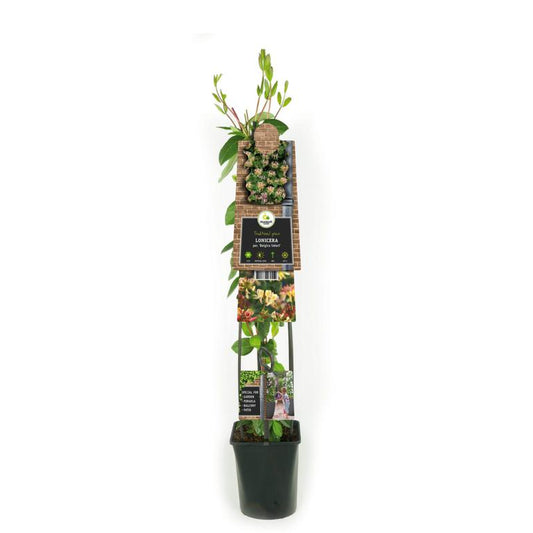 Echtes Geißblatt „Jelängerjelieber“ – Lonicera periclymenum ‘Belgica Select’ | Duftende Kletterpflanze 30–50 cm | Winterhart & Bienenfreundlich