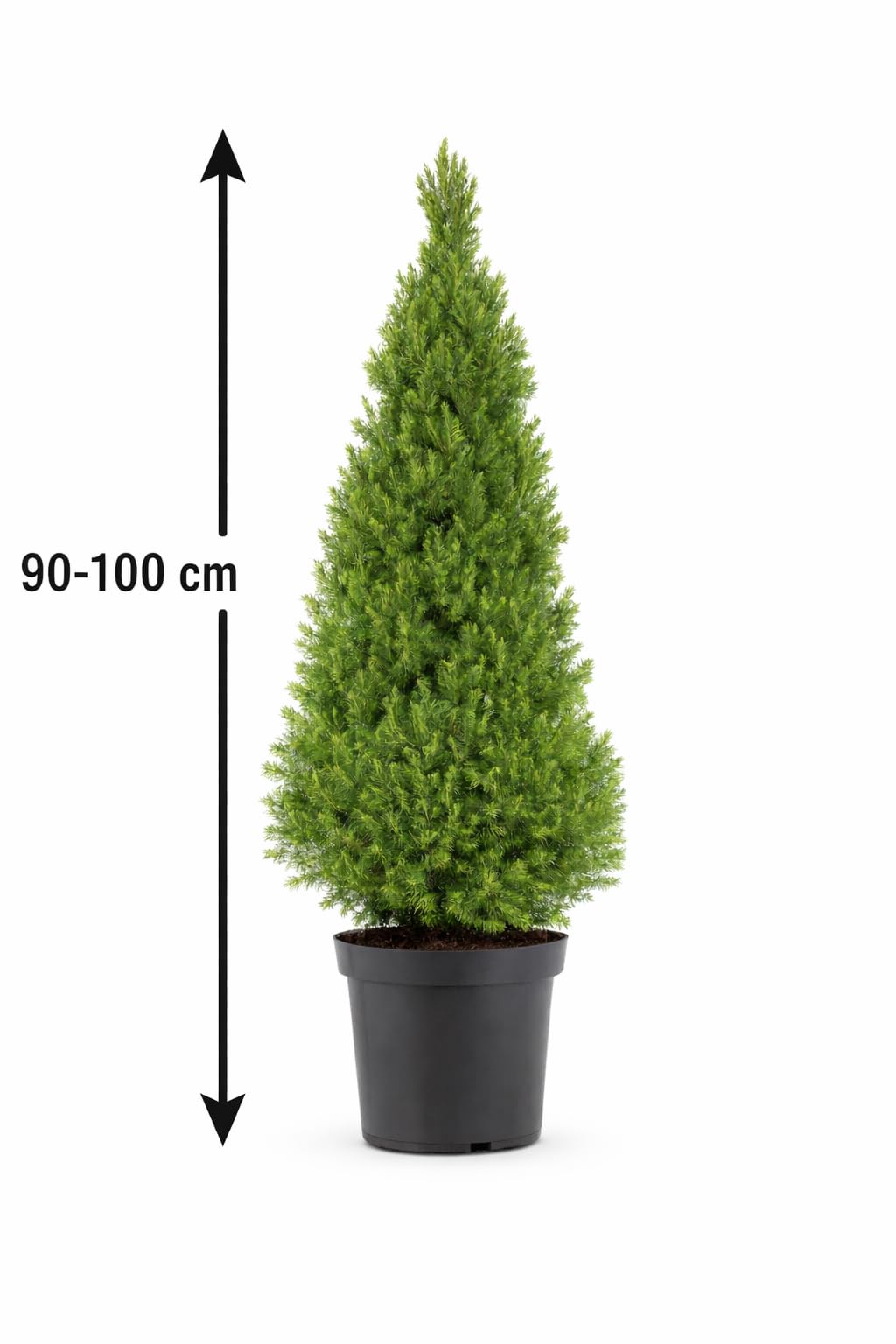 Picea glauca Conica 90-100 cm Zuckerhutfichte Fichte