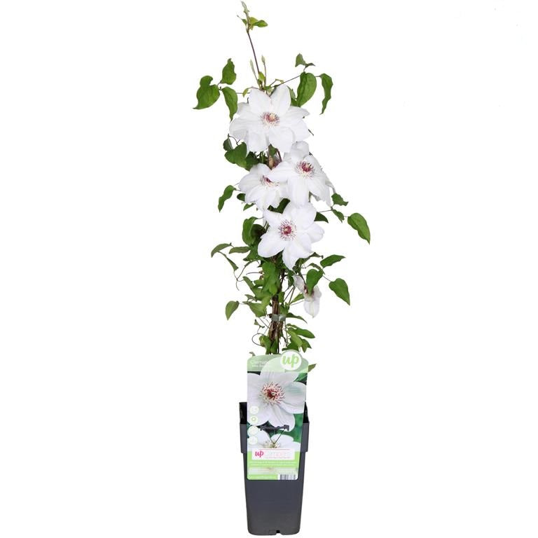 Waldrebe Clematis Miss Bateman – Weiß blühende Kletterpflanze, winterhart, 30–50 cm