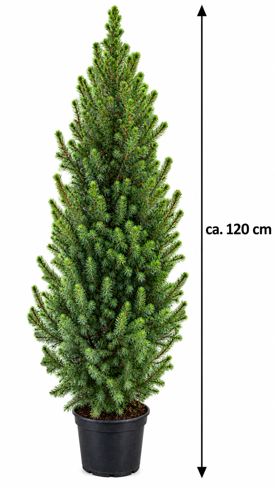 Zuckerhutfichte ‘Conica December’ – Picea glauca, immergrün & winterhart für Garten und Kübel – ca. 120 cm inkl. Topf