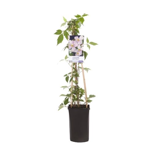 Clematis montana ‘Rubens’ – Rosa Berg-Waldrebe | Duftende Kletterpflanze 30–50 cm