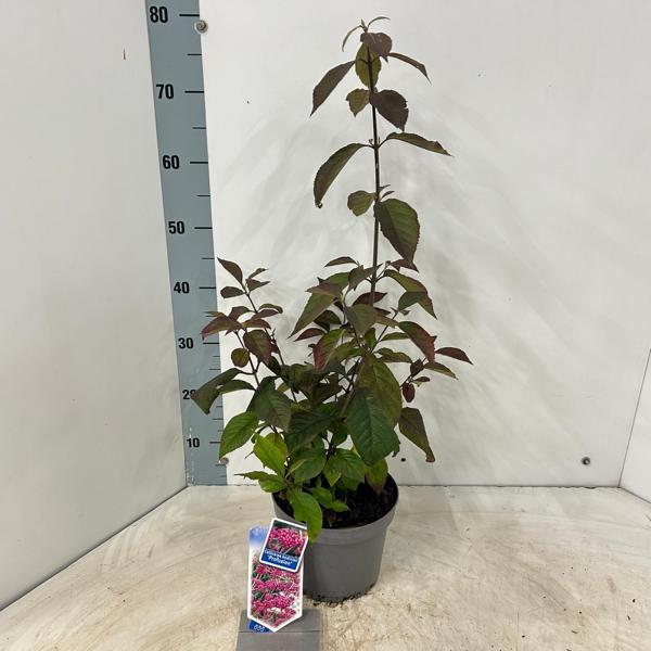 Callicarpa bodinieri Profusion - Podzimní kráska s fialovými bobulemi, cca. 45 cm. Ideální okrasná rostlina do zahrady i na balkon.