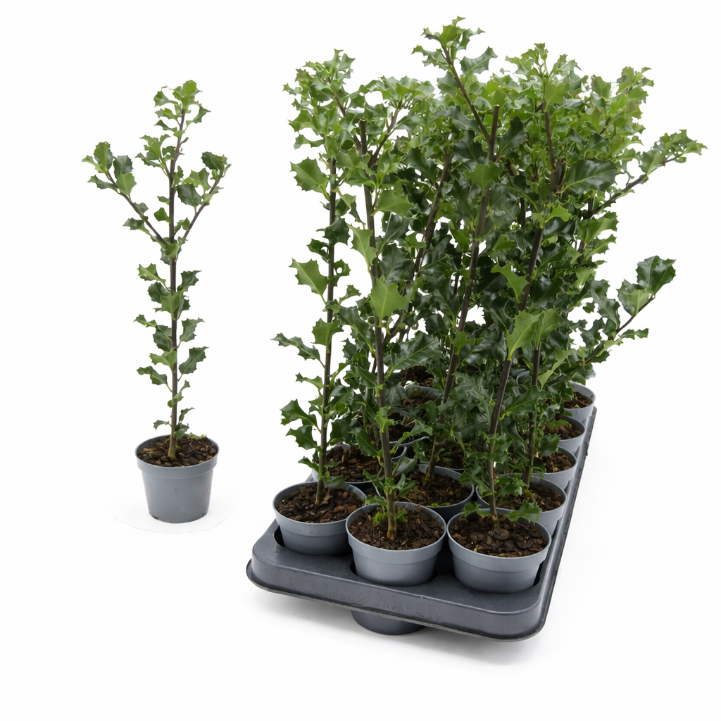 Stechpalme „Blue Angel“ (Ilex x meserveae) – immergrüner, winterharter Zierstrauch 40–50 cm | Hecken- & Solitärpflanze