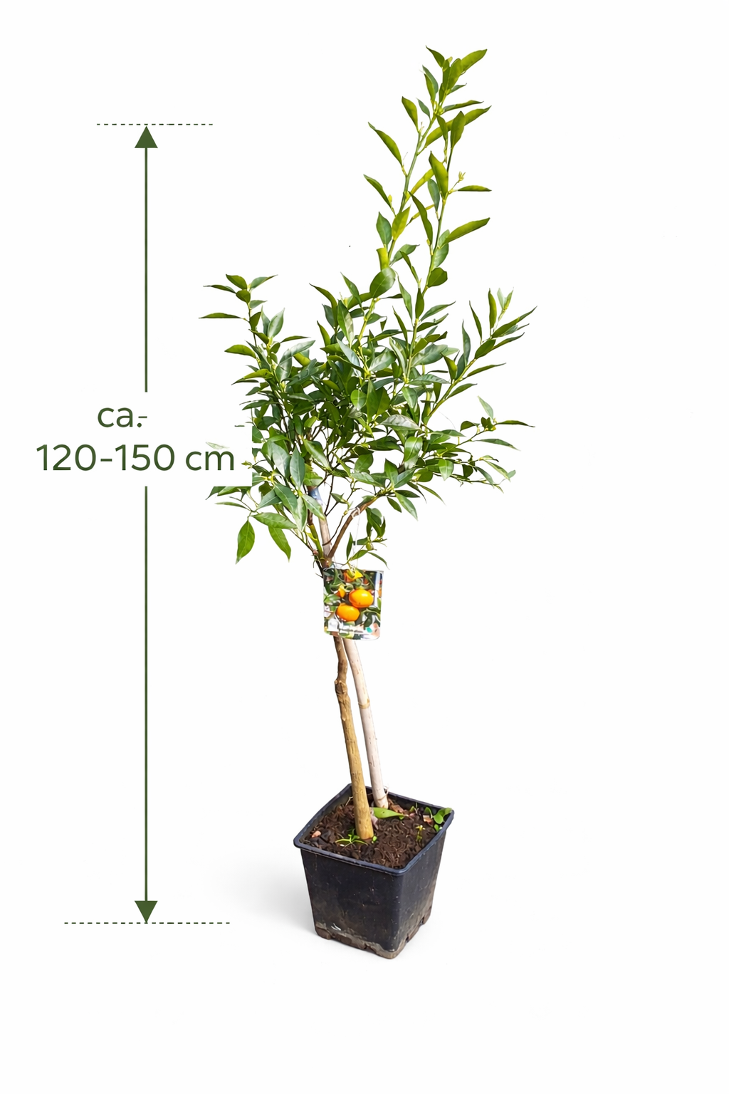 Späte Ciaculli-Mandarinen (Citrus reticulata) - 120-150 cm, Süße aus Sizilien für Ihren Garten