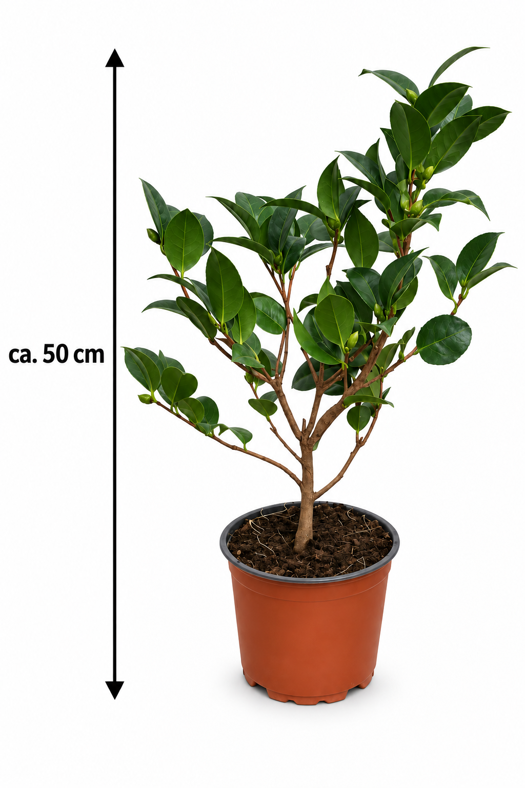 Rosa Kamelie ca. 50 cm – Camellia mit eleganten Blüten für Kübel, Terrasse und Wintergarten