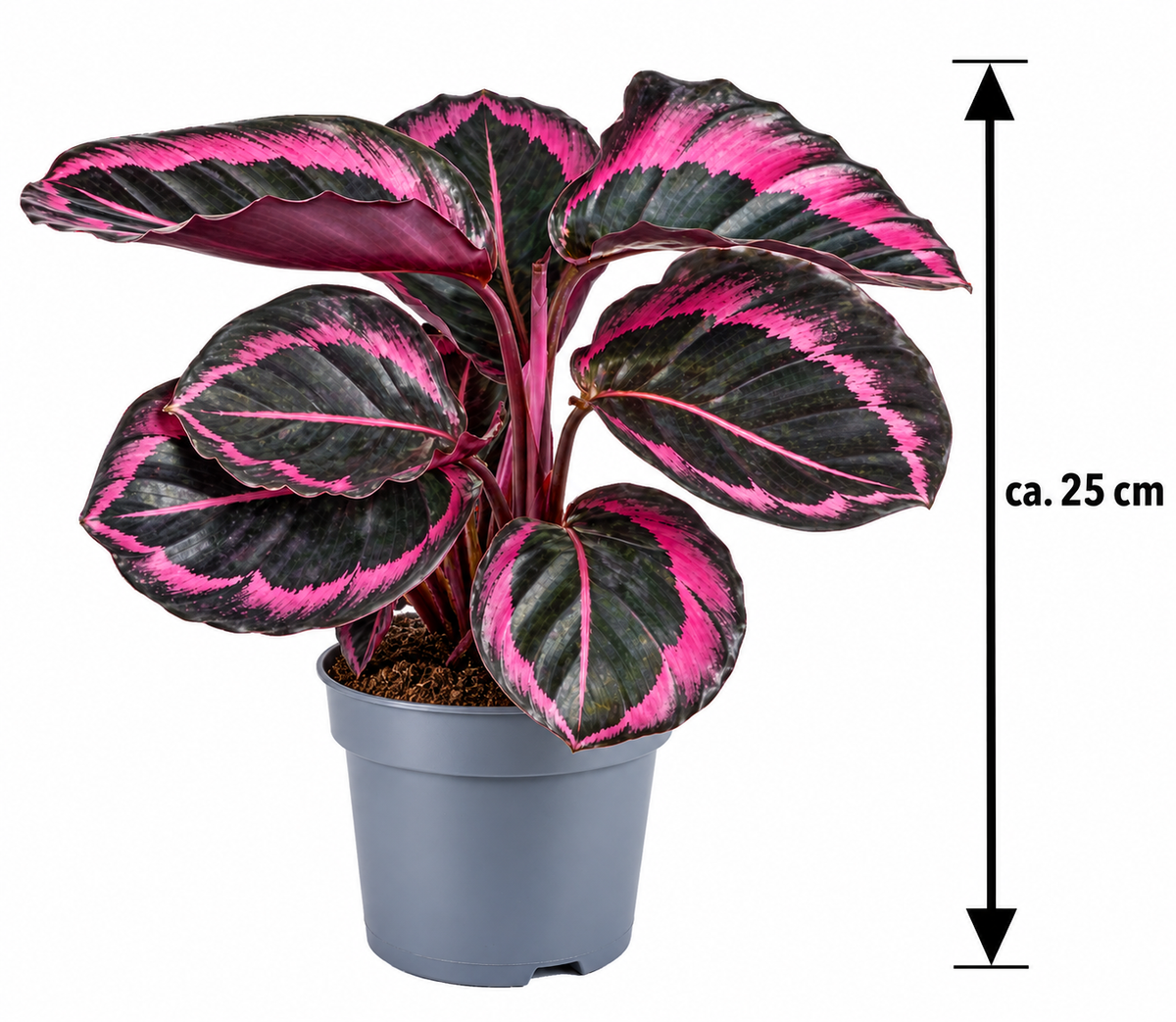 Calathea roseopicta ‘Dottie’ ca. 25 cm – Korbmarante mit rosa Blattzeichnung, exotische Zimmerpflanze